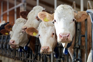 Should Environmentalists Just Say No to Eating Beef?